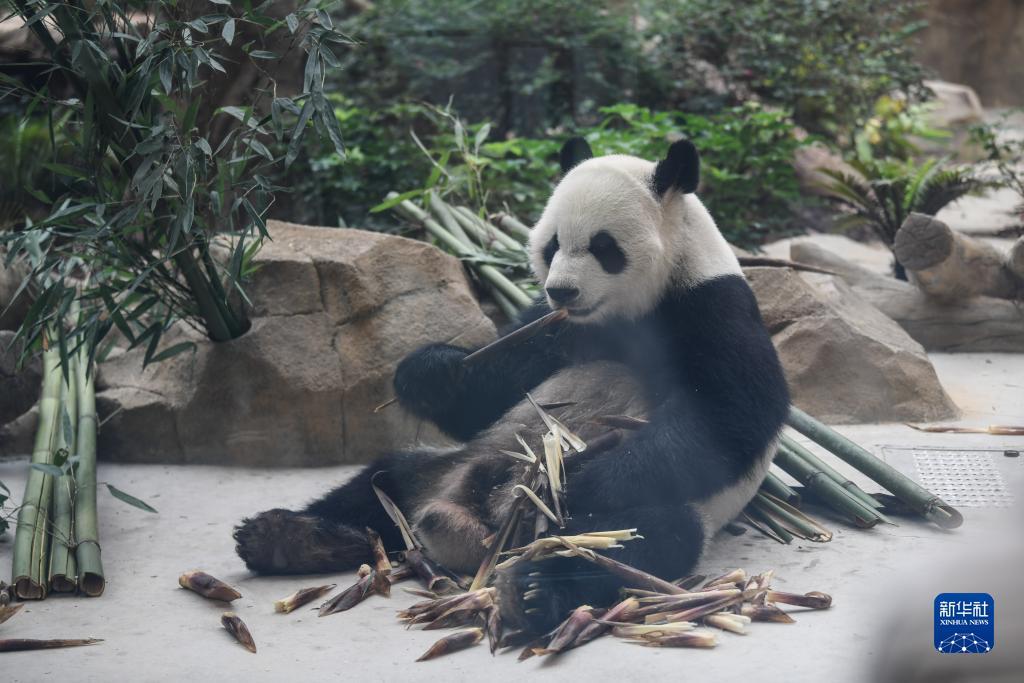 广东麻将推倒胡下载免费